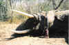 John Rigby 470 restocked took this elephant in Africa John Rigby 470 restocked took this elephant in Africa