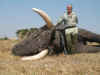 Official Weight of the tusks are:<br>Right Tusk - 42 kgs (93 lbs).<br>Left Tusk - 39.5 kgs (87 lbs).<br><br>Ray Paolucci shot this huge elephant with his .500 Jeffery's built by Todd Ramirez
